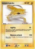 Leopard gecko