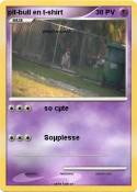 pit-bull en