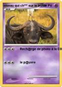 oiseau qui