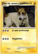 chien de canaan