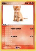 kitten