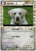 labrador X