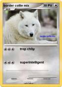 border collie