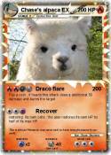 Chase's alpaca