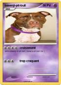 basenji-pit-bull