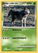 border collie