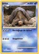 tortue