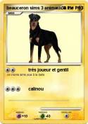 beauceron sims