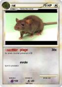 rat