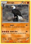bald eagle