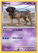 tosa inu