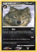 Adult wolf
