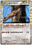 Peregrine falco