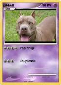 pit-bull