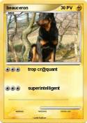 beauceron