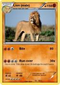 Lion (male)