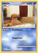 caniche