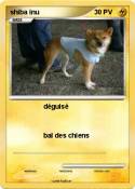 shiba inu