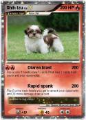 Shih tzu