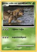 border collie