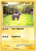 briard