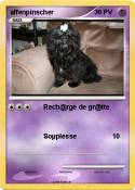 affenpinscher