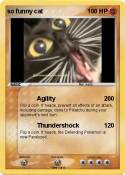 so funny cat