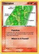 Chloroplast