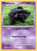 affenpinscher