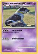 greyhound-boerboel