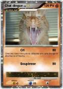 Chat dingue