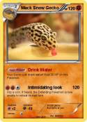Mack Snow Gecko