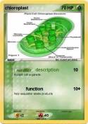 chloroplast