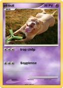 pit-bull