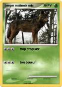 berger malinois
