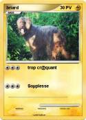 briard