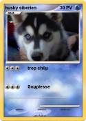 husky siberien