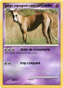 galgo espagnol-