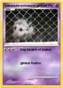 malamute-schnauzer