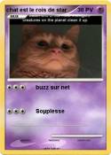chat est le roi