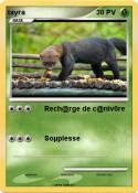 tayra
