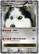 husky stare