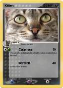 Kitten