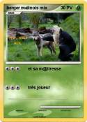berger malinois