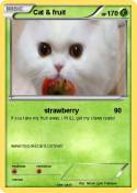 Cat & fruit