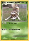husky croisé