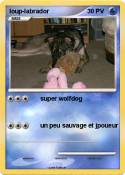 loup-labrador