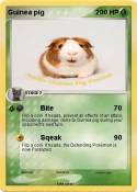 Guinea pig