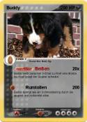 Buddy