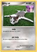 dying cat